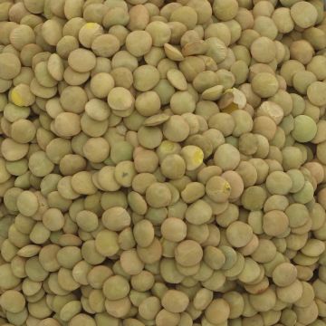 Bulk Commodities - Organic Lentils - green - 25 kg (PU116)